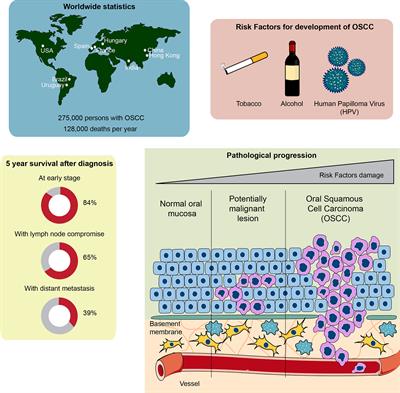 Frontiers Role Of Autophagy In The Microenvironment Of Oral Squamous